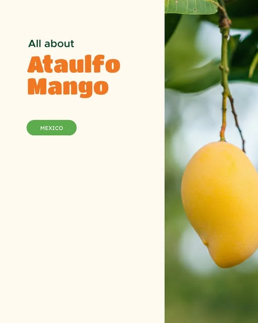 RCF’s golden Ataulfo mango feature from Instagram