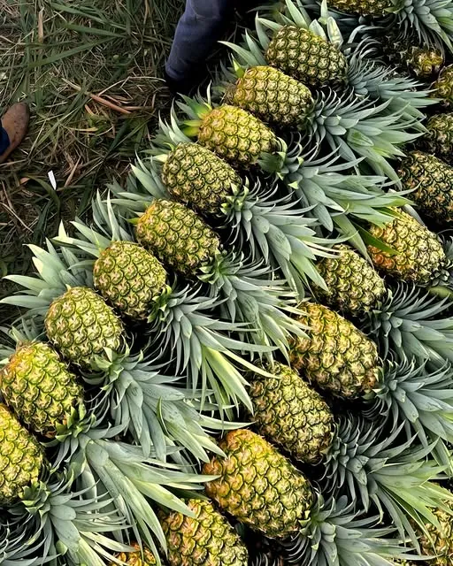 Fresh pineapples from RCF Distributors’ Instagram
