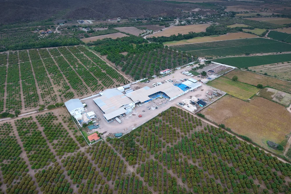 Aerial view of Empaque Don Jorge and surrounding orchards in El Rosario, Sinaloa