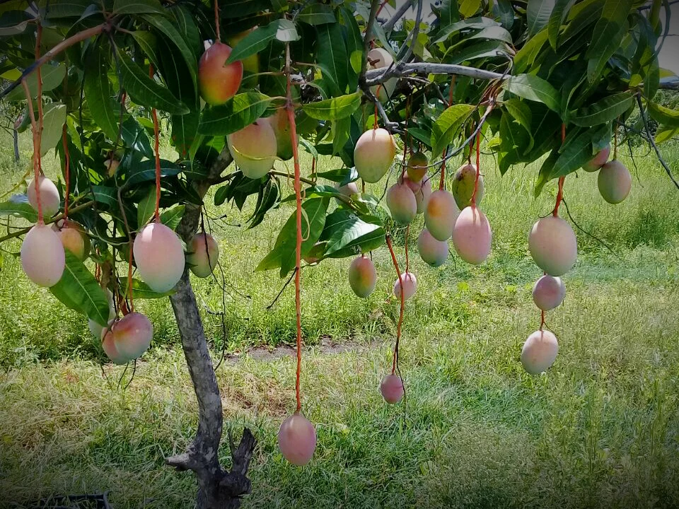 Organic mangoes growing in the Crespo family’s Mexican orchards